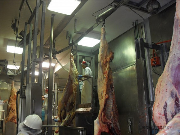 澳洲打工度假-牛肉工廠-肉工廠-肉場工作-8-640x480.jpg,0