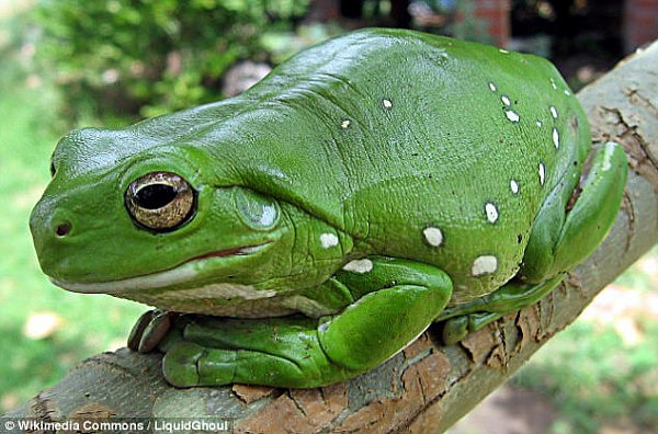 澳洲这只青蛙在网上红了好几年 吞蛇技能很厉害 然而蛇也是戏精！ - 5