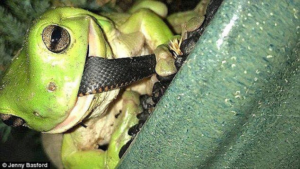 澳洲这只青蛙在网上红了好几年 吞蛇技能很厉害 然而蛇也是戏精！ - 6