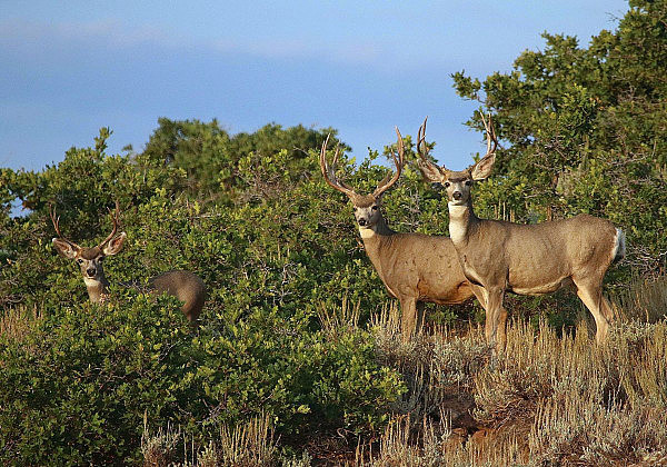 美国犹他州野生鹿泛滥，官方邀6万名猎人捕鹿，去年曾猎3万头 - 2