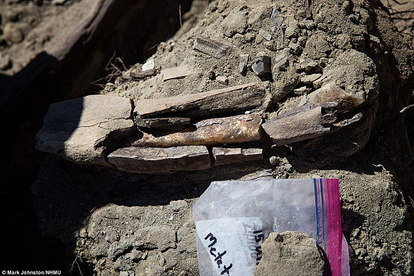 美国发现完整恐龙骨骼化石 距今七千万年（组图） - 3