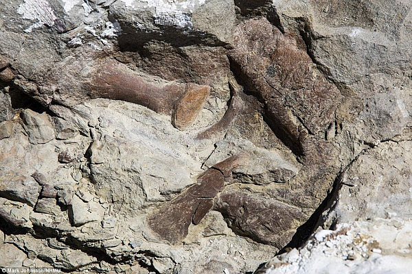 美国发现完整恐龙骨骼化石 距今七千万年（组图） - 5