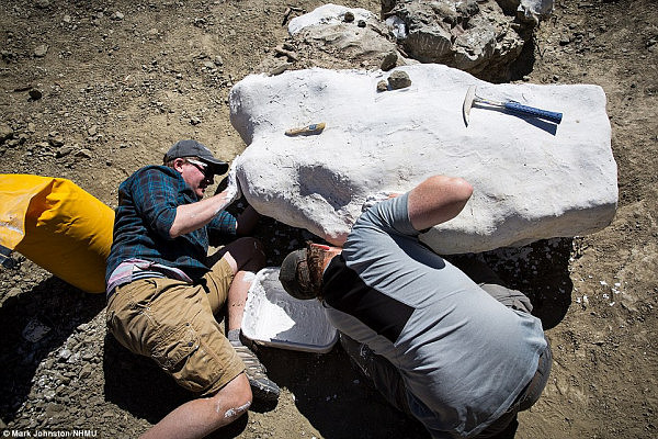 美国发现完整恐龙骨骼化石 距今七千万年（组图） - 7