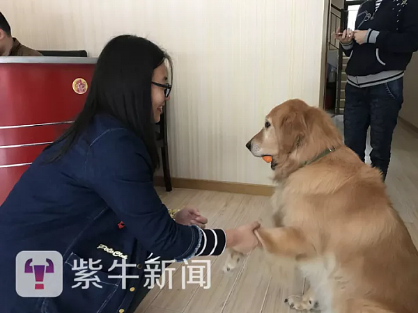 日本一导盲犬被盲人脚踢头部后仍引路 网友炸了