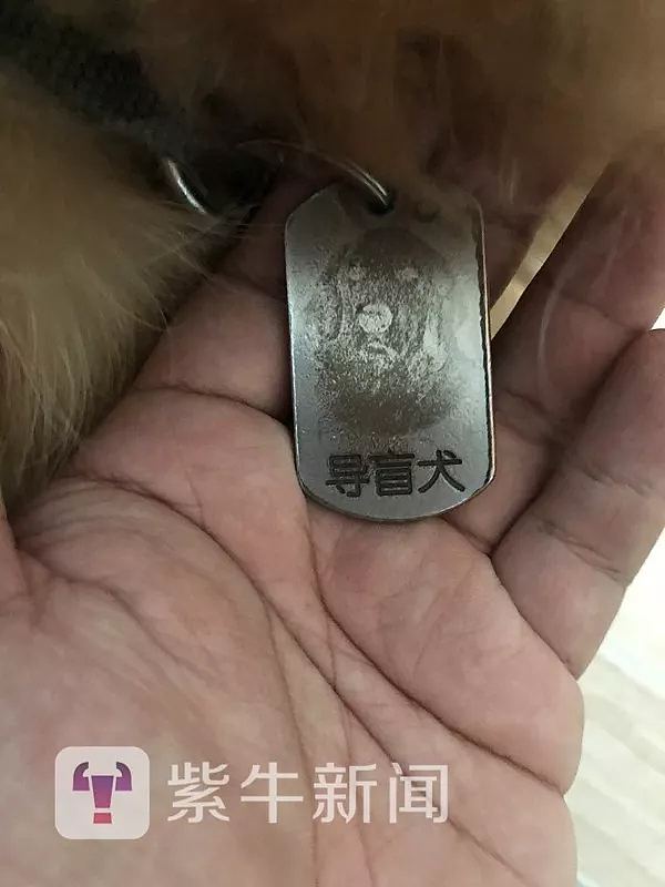 日本一导盲犬被盲人脚踢头部后仍引路 网友炸了