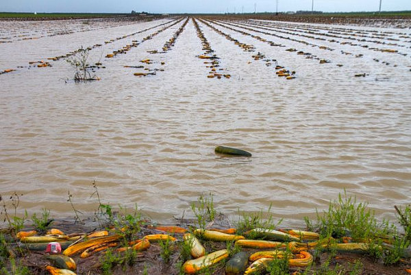 蔬菜价格或飙涨至圣诞节！昆州暴雨及洪水致菜农损失惨重（图） - 4