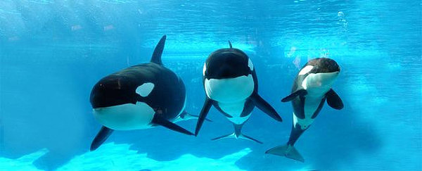 科学家发现：鲸鱼和海豚之间不但可以交朋友，还爱组团唠嗑说闲话