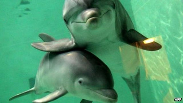 科学家发现：鲸鱼和海豚之间不但可以交朋友，还爱组团唠嗑说闲话