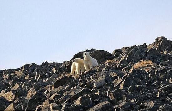 俄村庄遭20只北极熊包围 数百只海象被吓得跳崖(组图) - 2