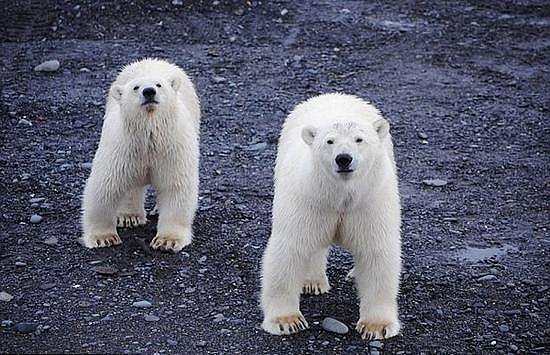 俄村庄遭20只北极熊包围 数百只海象被吓得跳崖(组图) - 3