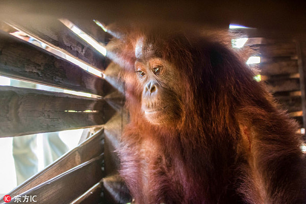印尼3岁红毛猩猩被囚木箱：无奈的表情令人心酸（组图） - 1