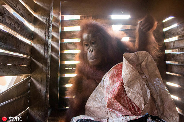 印尼3岁红毛猩猩被囚木箱：无奈的表情令人心酸（组图） - 3