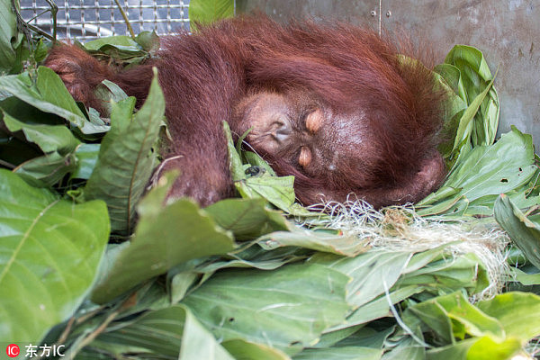 印尼3岁红毛猩猩被囚木箱：无奈的表情令人心酸（组图） - 4