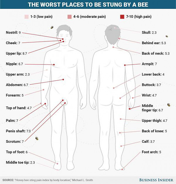为了得知男人丁丁被蜜蜂叮到底有多疼？康奈尔学者让蜜蜂叮自己200多次... - 7