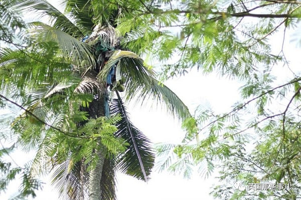 怕被人追杀，他爬到18米高椰子树顶一住就是3年... 终究还是被锯倒了... - 2