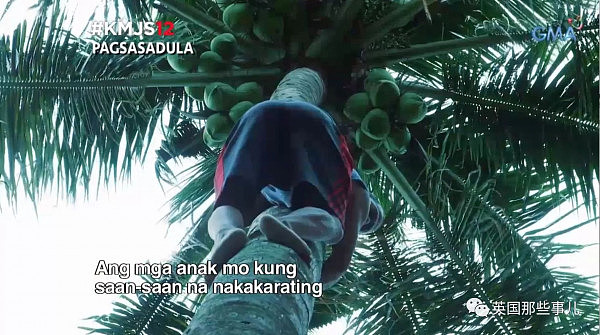 怕被人追杀，他爬到18米高椰子树顶一住就是3年... 终究还是被锯倒了... - 9