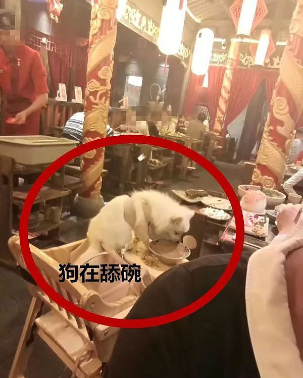 火锅店人和狗一桌同吃 宠物狗当众舔食餐盘无人管（图） - 1