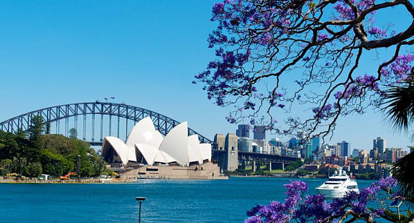 悉尼最美时节已经到来！蓝花楹节今日开幕 漫天紫色美到令人心醉（组图） - 6