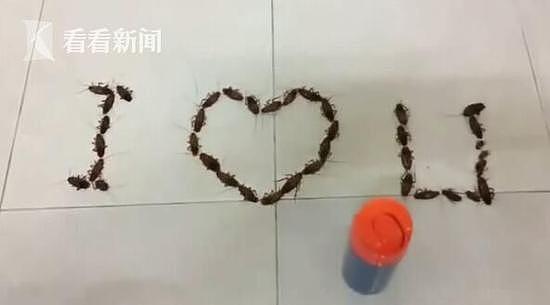 男生用38只活蟑螂拼成I love U告白 遭断然拒绝