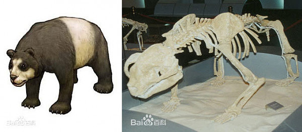 匈牙利发现1000万年前大熊猫化石，起源地之谜再起（组图） - 3