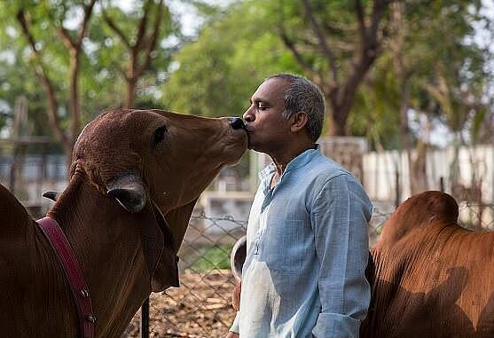 印度男子跟3头母牛组织新家庭，喝20天牛尿，他说身体越来越好