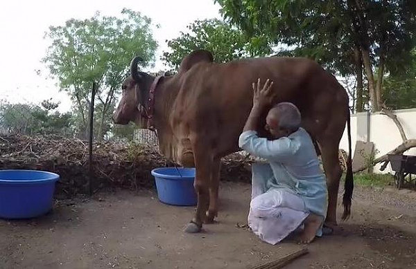 印度男子跟3头母牛组织新家庭，喝20天牛尿，他说身体越来越好