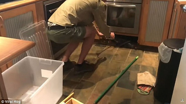 The khaki-clad man wastes no time removing the bottom shelf from the kitchen cabinetry and using a green pole to prod the reptile (pictured)