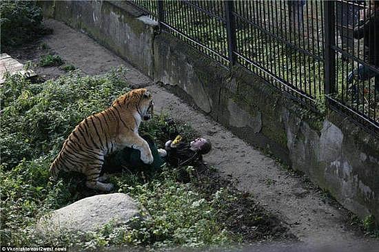 虎口救人！俄罗斯老虎攻击撕咬女饲养员 游客扔石头桌椅救人