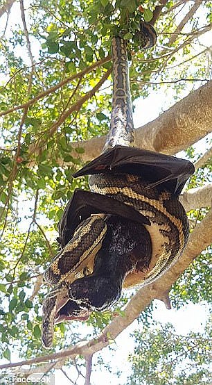 While the bat was long dead, the snake appeared to struggle with it's meal