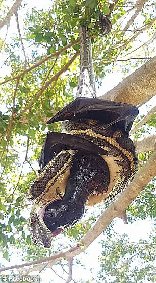 While the bat was long dead, the snake appeared to struggle with it's meal, attempting to eat it head first