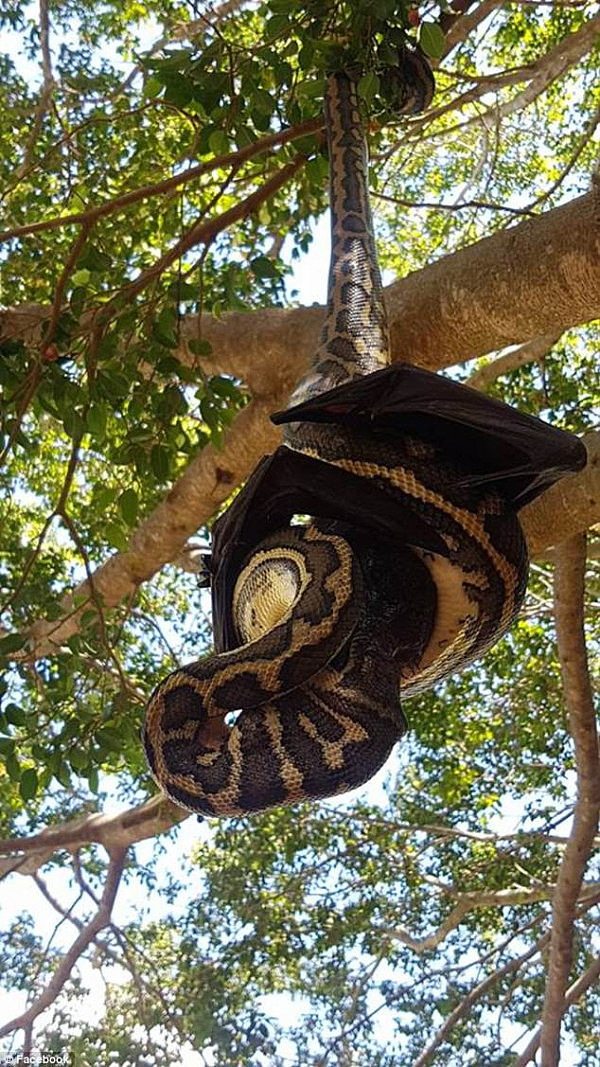 With it's sharp talons and pointed wings, the python couldn't quite work out how to get it's head around the bat