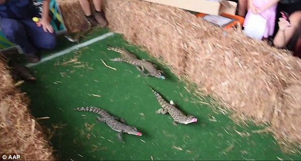 Baby crocodiles stole the spotlight at Berry Springs Tavern, 60km from Darwin, where about 100 people celebrated the race that stops the Northern Territory