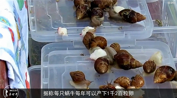 一年吃掉1500万公斤！非洲人把蜗牛吃到灭绝 疯狂起来不输中国人（图） - 6