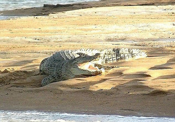 Local authorities expected a backlash from crocodiles (pictured) after one was shot this year