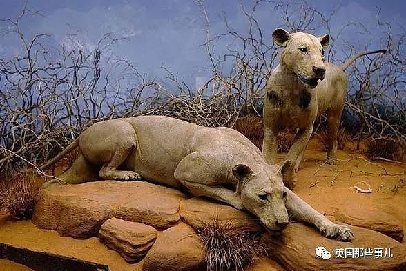 两头结伴吃人的巨型雄狮，在一百年前的狂野非洲，成了一段流传至今的恐怖传说 - 1