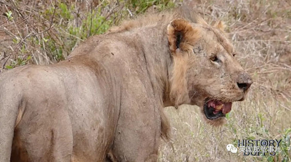 两头结伴吃人的巨型雄狮，在一百年前的狂野非洲，成了一段流传至今的恐怖传说 - 8