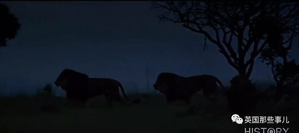 两头结伴吃人的巨型雄狮，在一百年前的狂野非洲，成了一段流传至今的恐怖传说 - 14