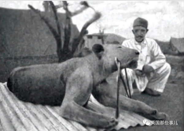 两头结伴吃人的巨型雄狮，在一百年前的狂野非洲，成了一段流传至今的恐怖传说 - 24
