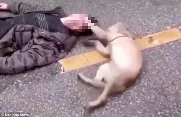 The dog raised its paws and patted on its owner's head, trying to wake him up desperately