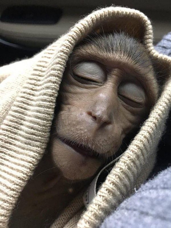 小猴子偷喝一口游客饮料 当场昏迷10个小时(组图) - 1