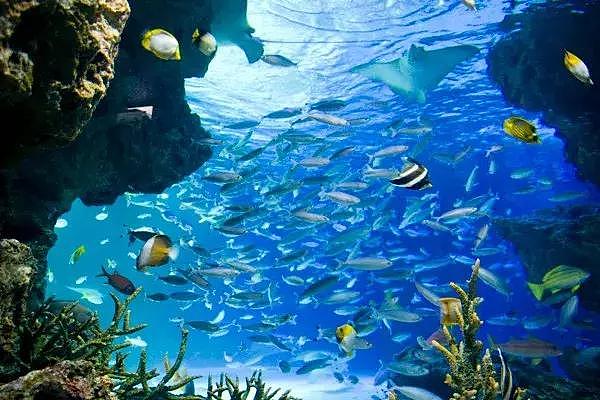 日本水族馆一夜死了1235条鱼！游客进去都傻眼了……