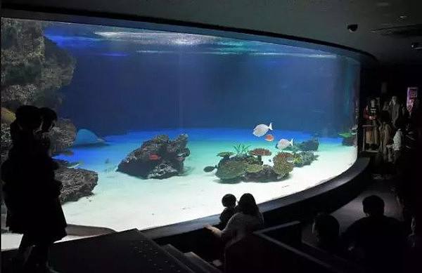 日本水族馆一夜死了1235条鱼！游客进去都傻眼了……