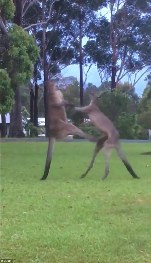 “手不够长用脚踹”！新州两袋鼠大打出手 观战澳女一脸懵X（视频） - 1