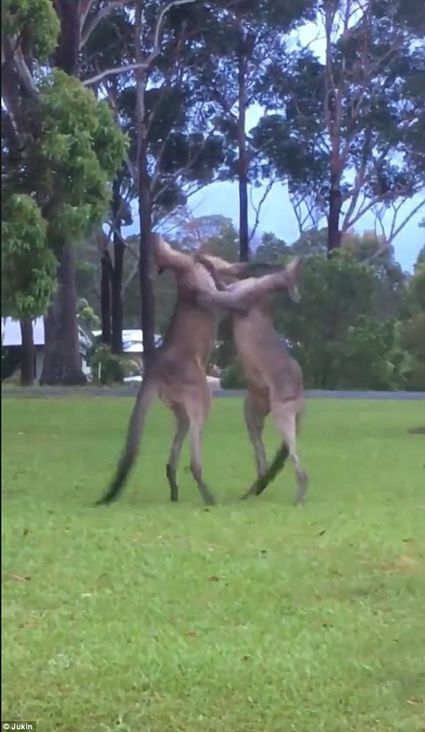 “手不够长用脚踹”！新州两袋鼠大打出手 观战澳女一脸懵X（视频） - 2