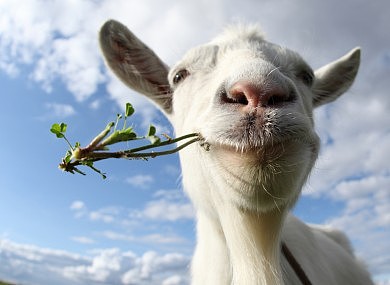 gary-the-goat.jpg,0