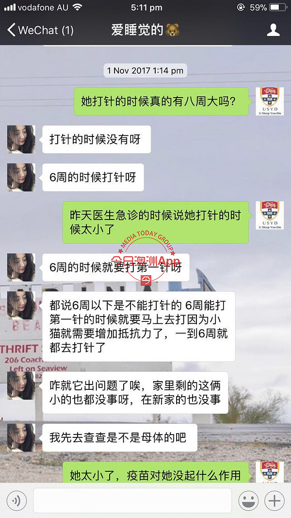 中国留学生微信频频买到病猫，先后忍痛安乐死！卖家是同一人，好心提醒反被怼：“想要钱”！（组图） - 18