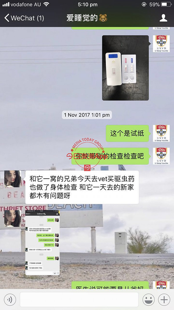 中国留学生微信频频买到病猫，先后忍痛安乐死！卖家是同一人，好心提醒反被怼：“想要钱”！（组图） - 5