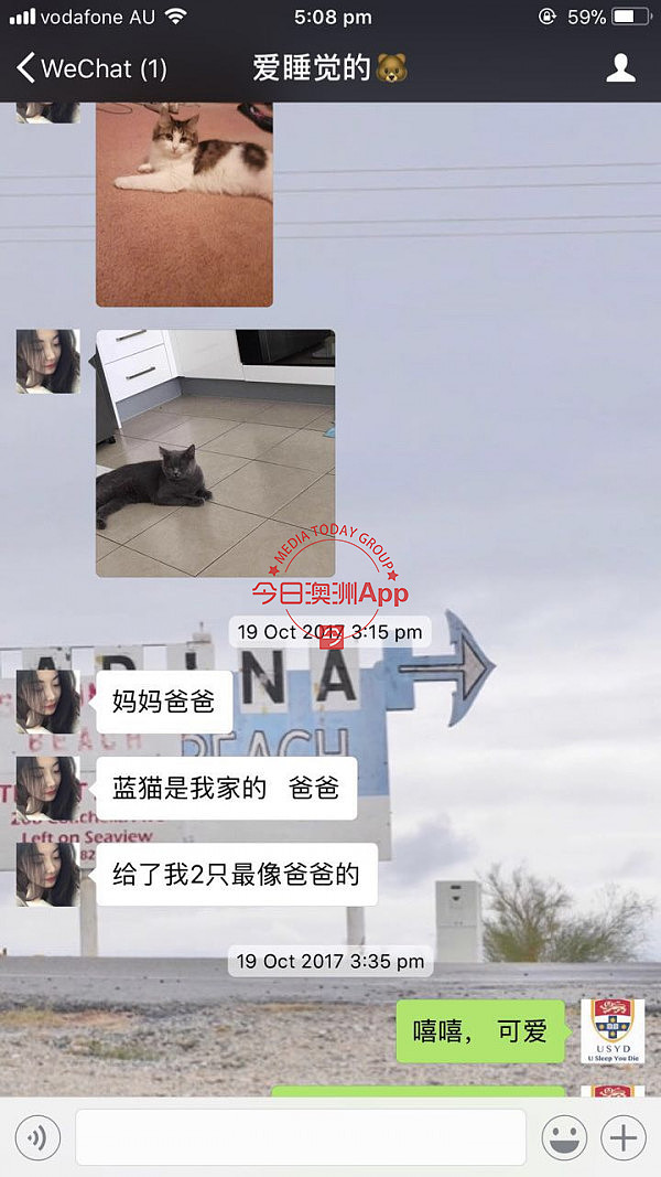 中国留学生微信频频买到病猫，先后忍痛安乐死！卖家是同一人，好心提醒反被怼：“想要钱”！（组图） - 20