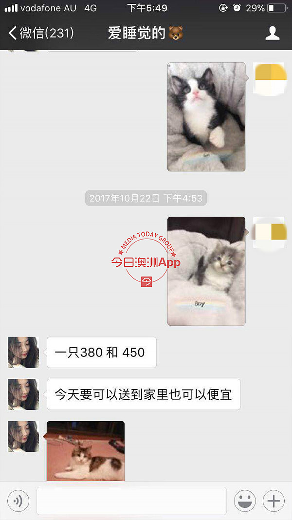 中国留学生微信频频买到病猫，先后忍痛安乐死！卖家是同一人，好心提醒反被怼：“想要钱”！（组图） - 21