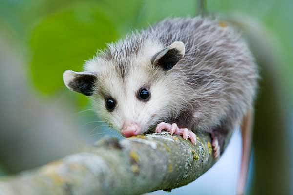 Opossum_2.jpg,0